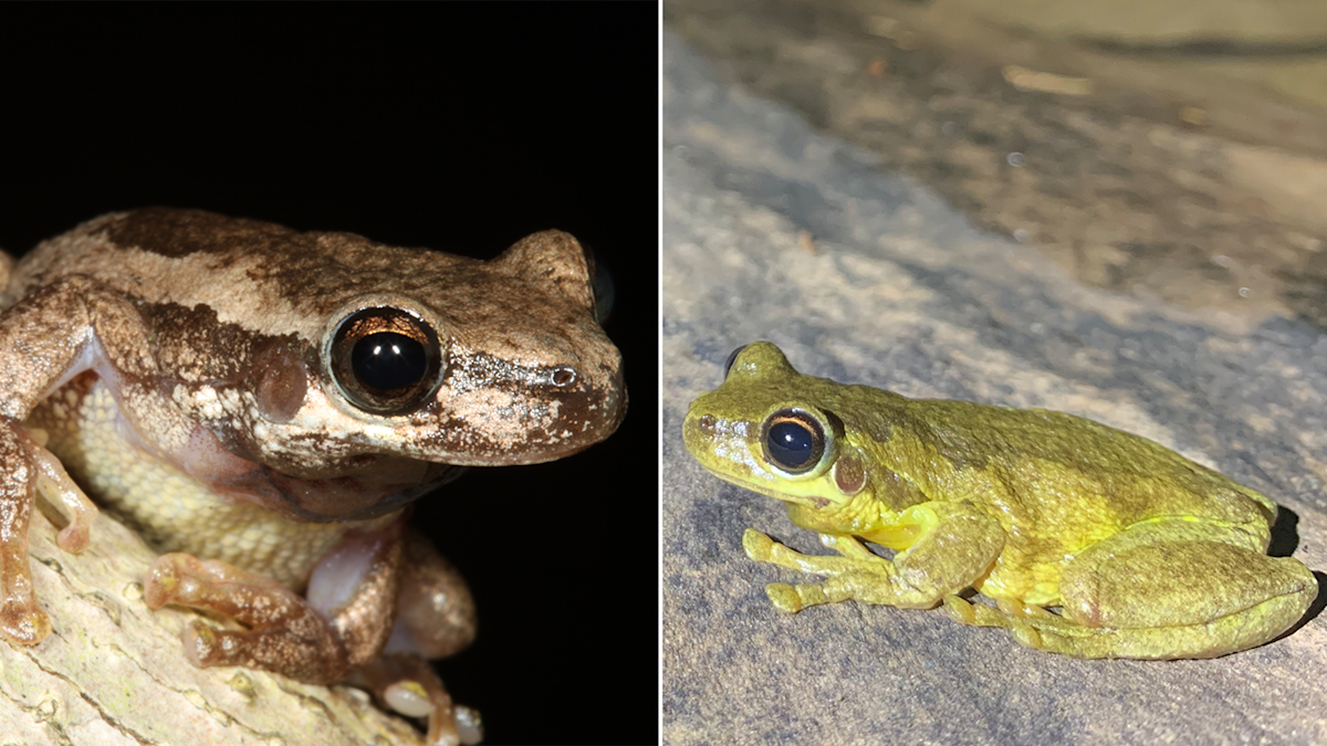 Animal news: Two 'very loud' screaming frogs discovered in Australia ...