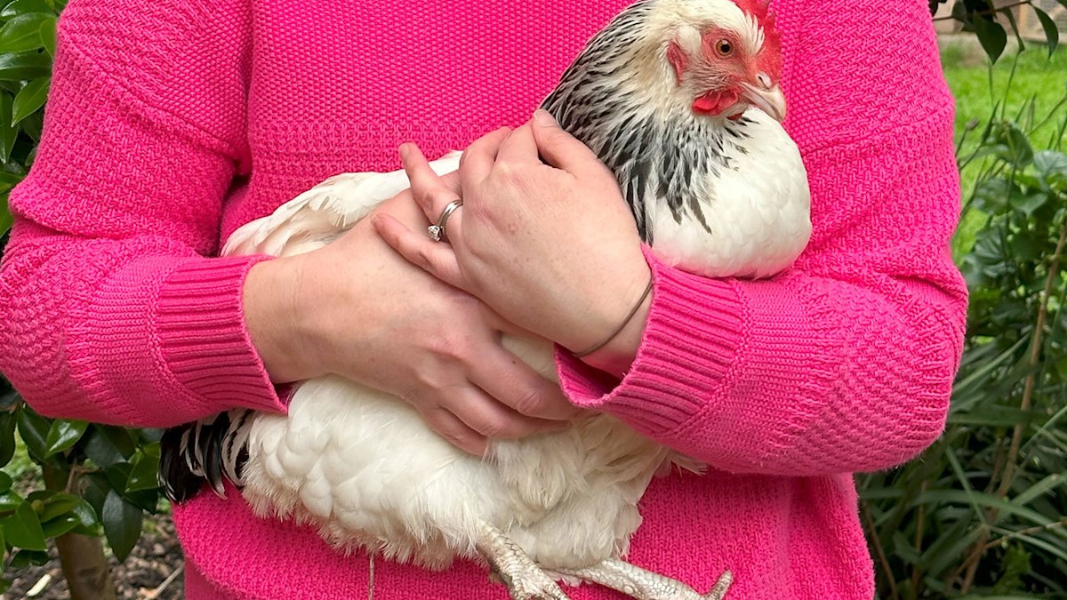 Chickens are rising in popularity as a pet. Here's what you need to ...