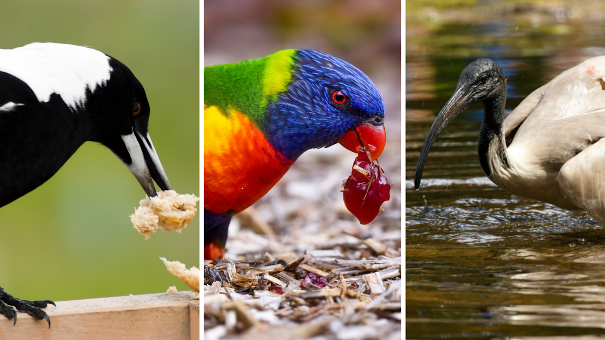 Australia's most numerous bird revealed by BirdLife Australia's Aussie ...