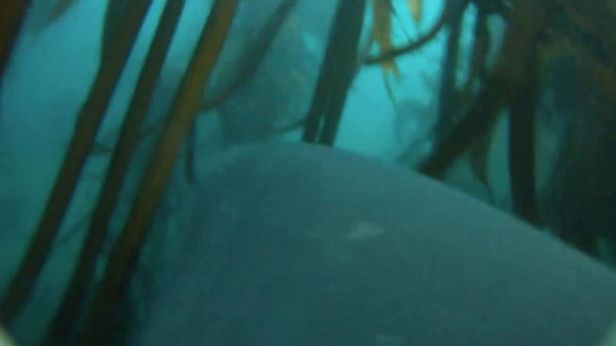 Shark cameras reveal how great whites hunt for prey | Nine.com.au