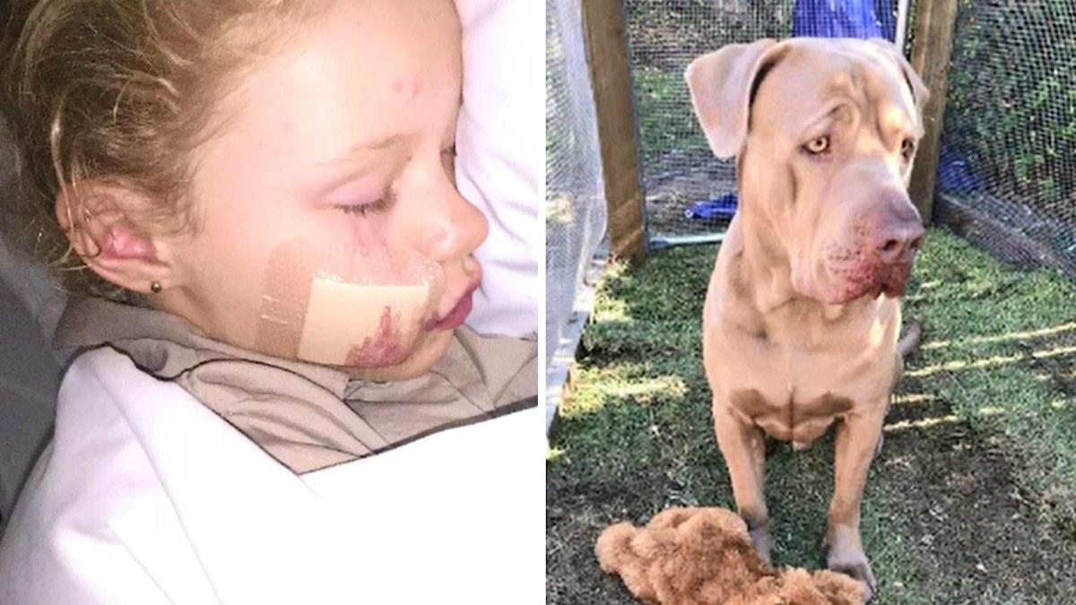 Dog attack on young girl leaves mum fuming after campaign to save ...