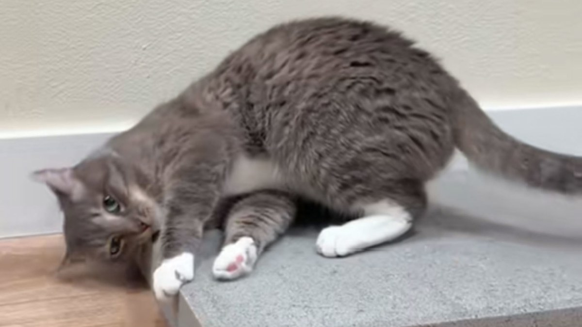 Cats and concrete slabs: Expert's theory on why cat owners are suddenly ...