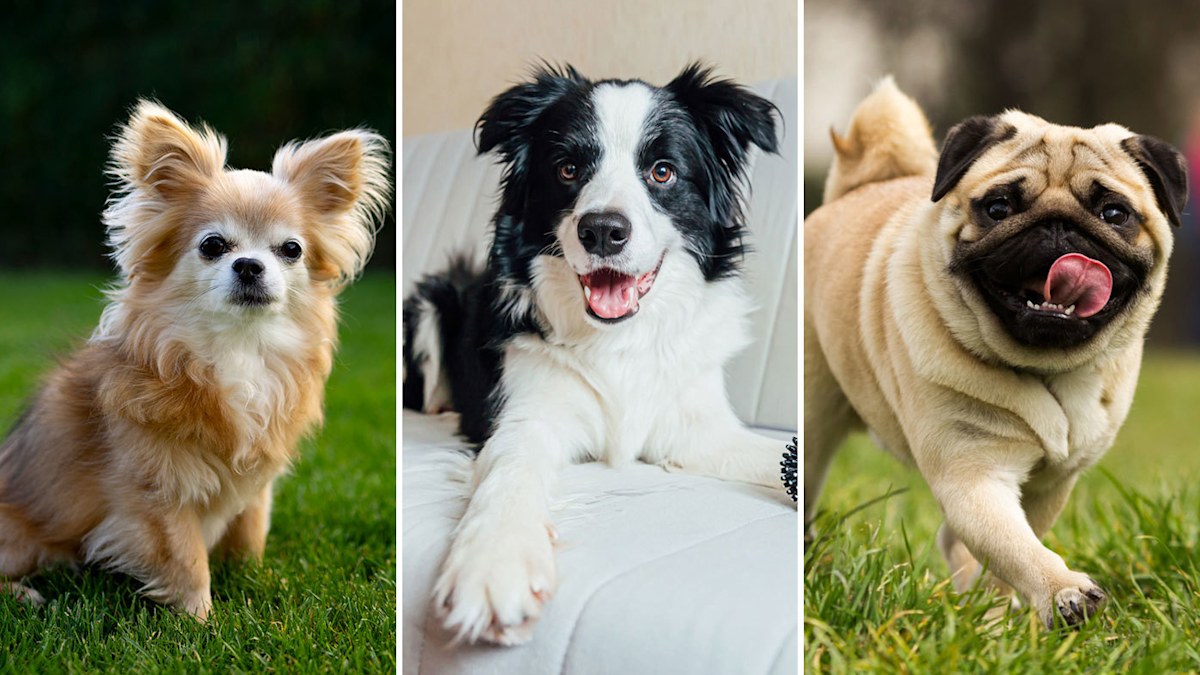 The top 15 most popular dog breeds in the world for 2024 | Nine.com.au