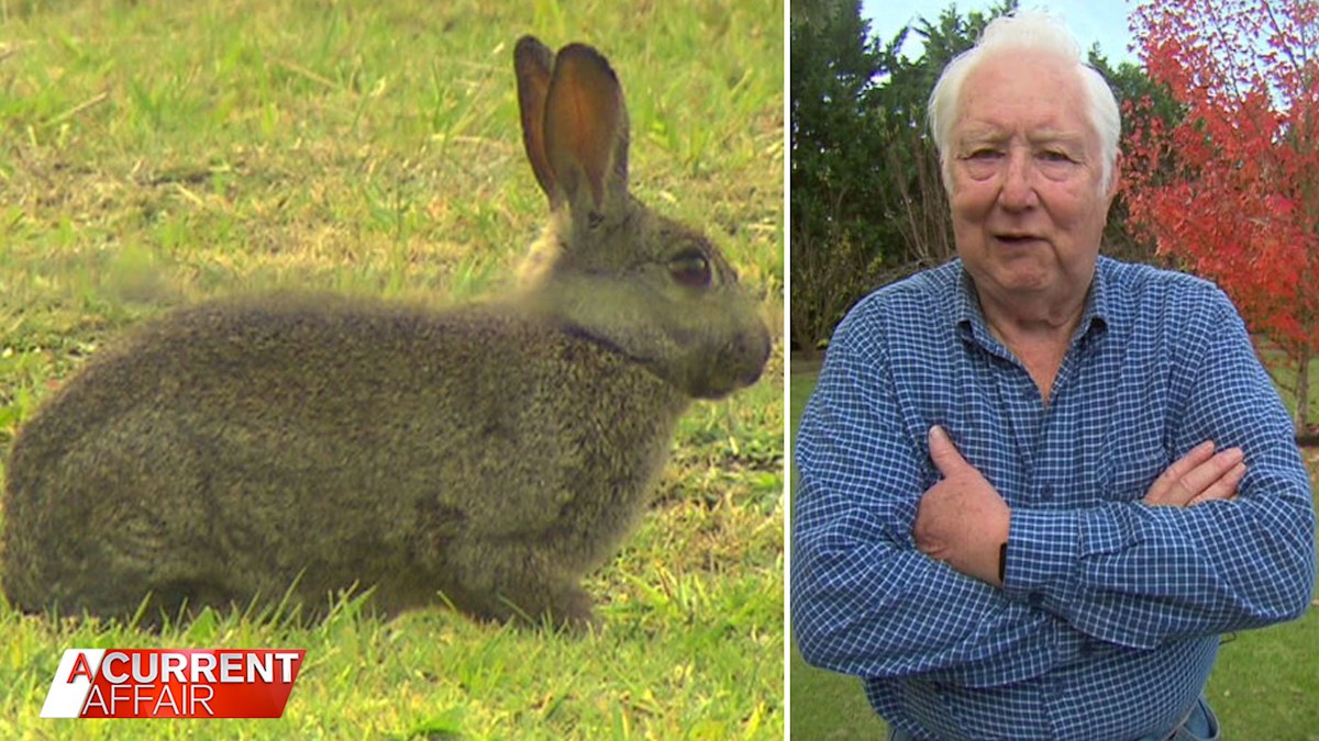 An Aussie man's property has been destroyed by a neighbouring rabbit ...