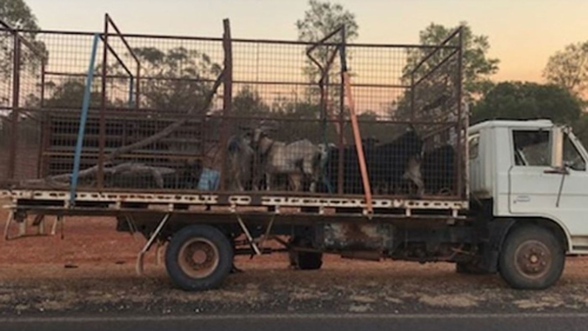 NSW news: Men caught in the act allegedly poaching wild goats in Cobar ...