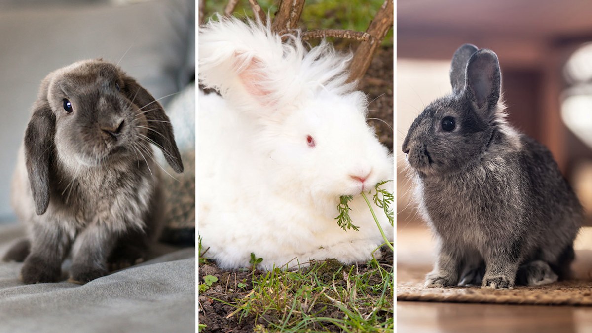 Rabbit breeds available in Australia as pets | Nine.com.au