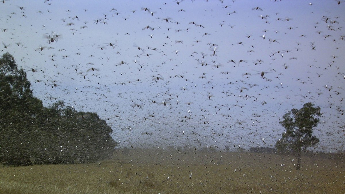 Argentina locust cloud approaching Brazil – could cause devastating ...