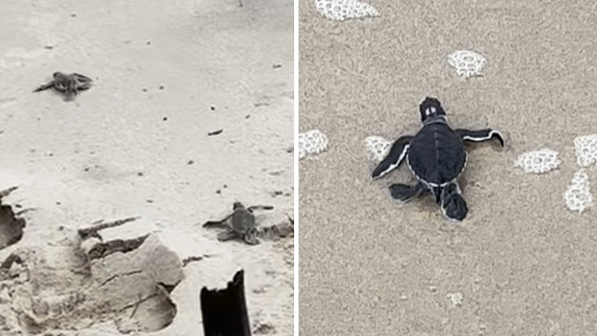 NSW news: 'Rare sight' as green sea turtles hatch on storm battered ...