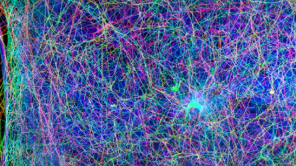 MIT scientists translate spider webs into music | Nine.com.au