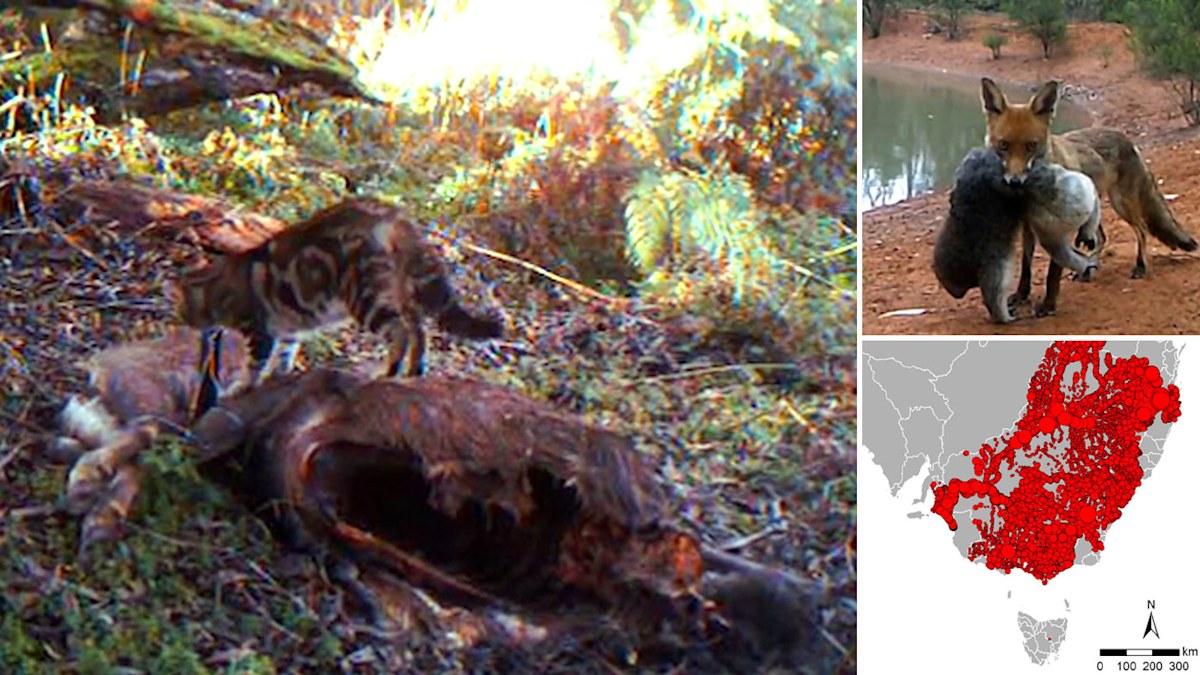Invasive species: Australia wildlife under attack from cats, toads ...