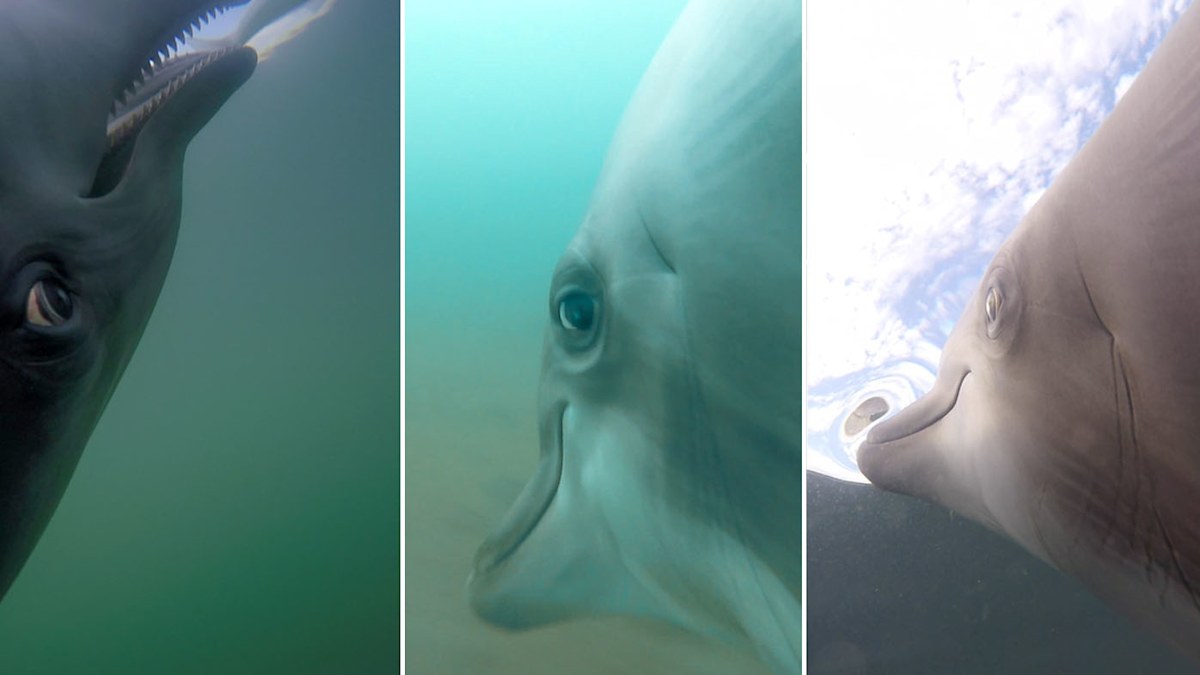 Dolphin squeals as it feeds on sea snakes in rare footage | Nine.com.au