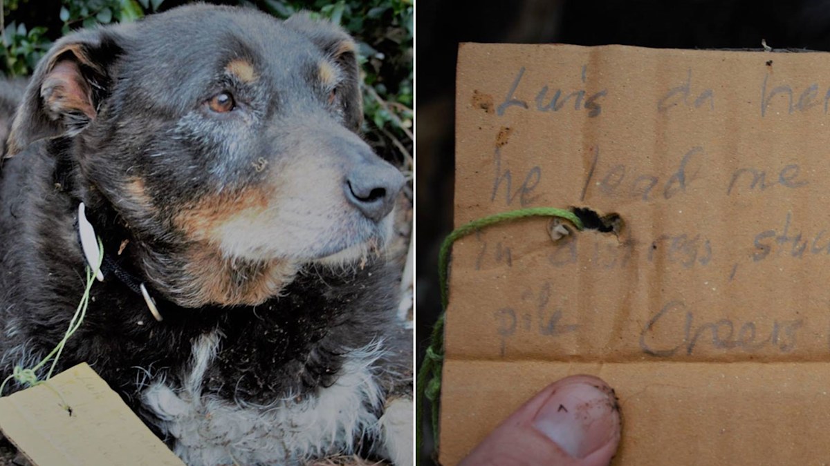New Zealand dog hailed a hero after family finds note tied to his ...