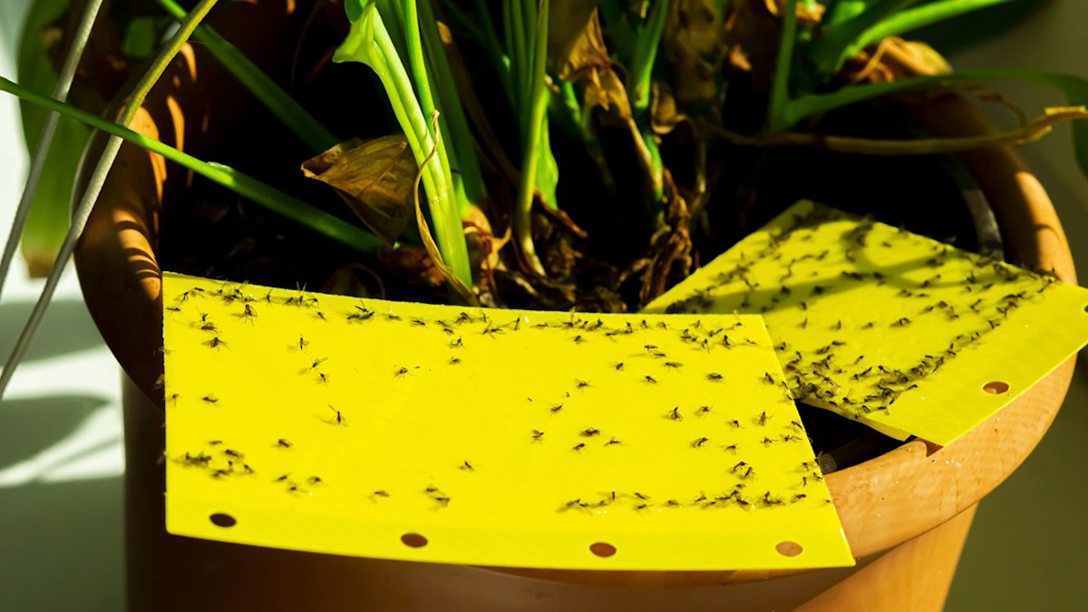 Indoor plant tips: Fungus gnats are a common houseplant pest, but you can  get rid of them for good | Nine.com.au