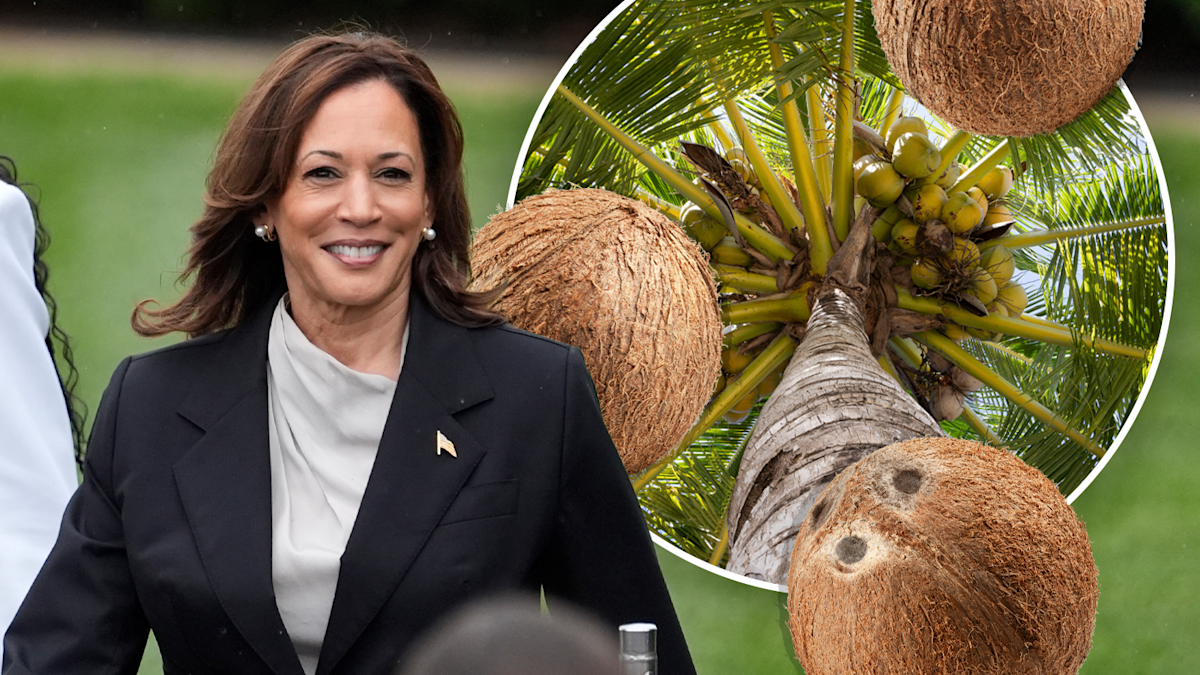 Kamala Harris coconut tree meme: How a coconut tree meme became linked ...