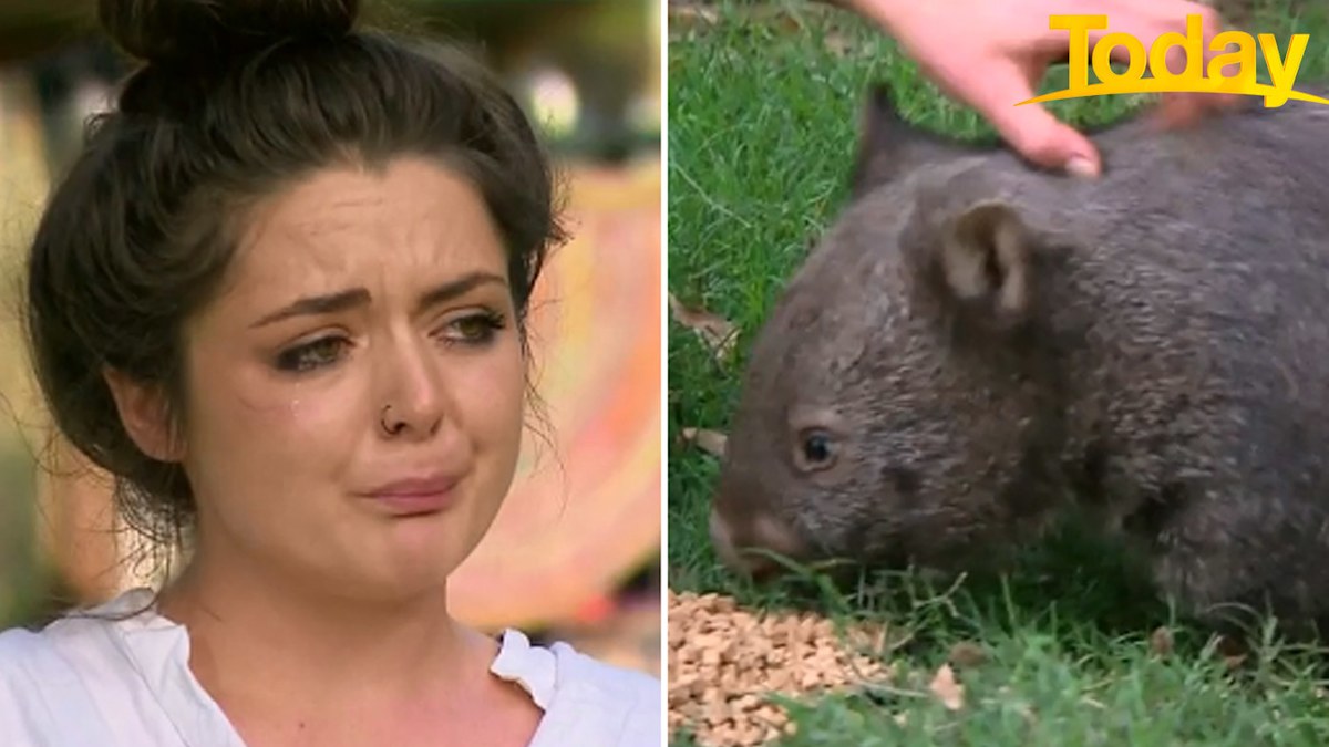 Wombat magic: Orphanage run by mum and daughter miraculously survives ...