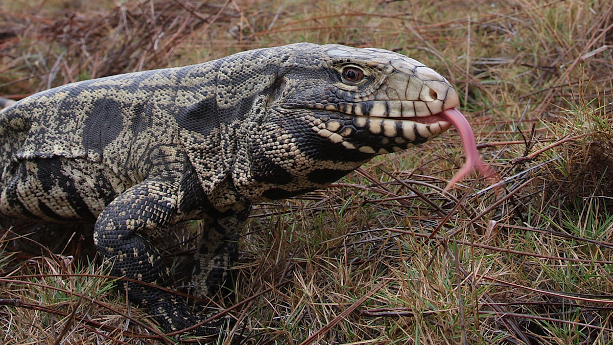 An invasive species of giant lizard has been making its way through the ...