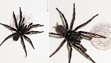 A regular sized funnel webb spider (pictured left) compared with Hemsworth, (pictured right). 