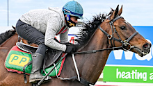 Melbourne Cup runner Surprise Baby during a run at Horsham in October.