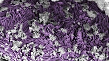 A vein of sodium carbonate appears like needles, falsely colored in purple to show detail, within the clay-rich rock of the Bennu sample.