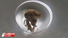 Four-legged crime fighters are the secret weapons in the law enforcement arsenal.