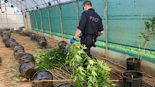 Officers seized thousands of cannabis plants and seeds worth $7.6 million during the raid.