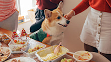 Dog being fed food during Christmas lunch