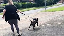 Staffordshire terrier pulling on lead during walk, before dog training