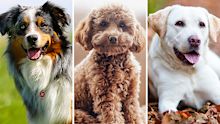 <p>You're not imagining it – when they say every man and their <a href="https://honey.nine.com.au/pets/dogs-puppies" target="" rel="" title="dog">dog</a> goes to the dog park together on a Saturday morning, they actually do mean every Australian and their household pet <a href="https://honey.nine.com.au/pets/tallest-dog-breeds-in-the-world-measured-in-height/a38947cc-7423-4bab-8ec3-d5ac1d01fdae" target="" rel="" title="that's overwhelmingly one specific dog breed">that's overwhelmingly one specific dog breed</a>.</p><p>That's according to <a href="https://www.petinsuranceaustralia.com.au/" title="Pet Insurance Australia" target="_blank" rel="">Pet Insurance Australia</a>, who have parsed through their customer data for pets born in 2024-2025 and, after crunching the numbers, have come to the conclusion that there truly is one dog breed Australians prefer above them all – but numbers two to 10 may surprise you.</p><p>"Australia is a nation of dog lovers, and every year, the list of most popular breeds shifts to reflect trends in pet ownership," Pet Insurance Australia's Nadia Crighton says.</p><p>Read on to see the <a href="https://honey.nine.com.au/pets/dog-breeds-most-expensive-to-groom-average-cost-australia/1d897d07-60a9-4814-bd12-d4475380de36" target="" rel="" title="top 10 most popular dog breeds">top 10 most popular dog breeds</a> in Australia in 2025.</p><p><strong><em>For a daily dose of 9honey,</em></strong> <a href="https://login.nine.com.au/edm?client_id=honey" target="_blank"><strong><em>subscribe to our newsletter here</em></strong></a><strong>.</strong></p>