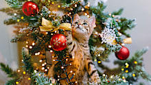 A cat looks out from the branches of a beautifully decorated Christmas tree with red glass balls and garlands of lights.