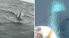 'It would have flipped': Orcas repeatedly ram sailor's boat in 'serious' attack off Spanish coast