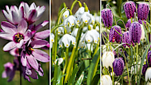 Spring bulbs, ixia, snowbells 