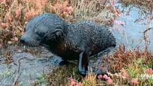 Sally Grundy rescued a lost fur seal on Hindmarsh Island.