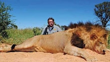 Ernie Dosio with a lion killed in an earlier hunt.