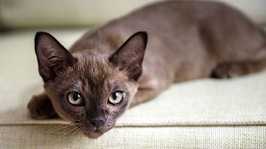 9. Burmese