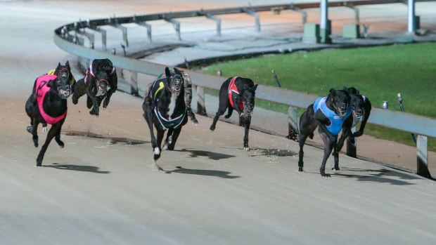 Dapto Dogs