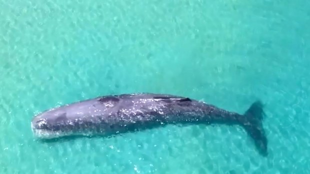 A sperm whale is stranded near a sandbank just 100 metres off the shore of a Perth beach.