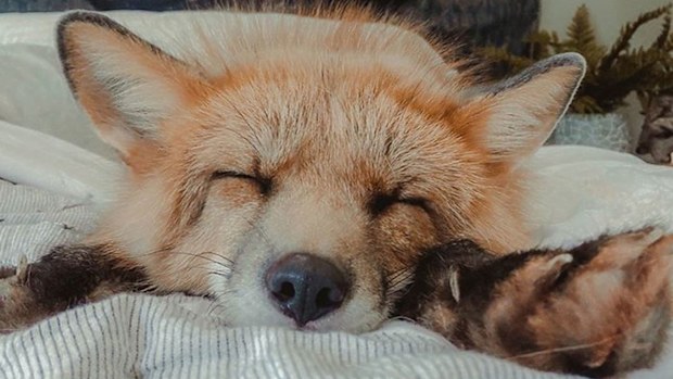 Fig the fox.