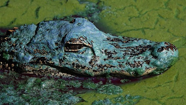 Alligators are less aggressive than crocodiles, but attacks can be fatal.
