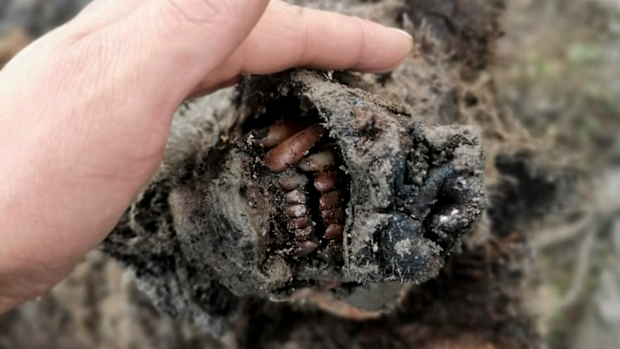 In this undated photo released by North-Eastern Federal University, is the head of an Ice Age cave bear found on Bolshoy Lyakhovsky Island, the largest of the Lyakhovsky Islands belonging to the New Siberian Islands archipelago between the Laptev Sea and the East Siberian Sea in northern Russia. 