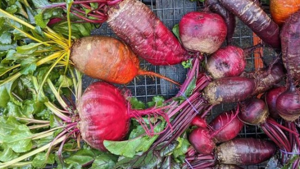 Paulette Whitey beetroots Instagram