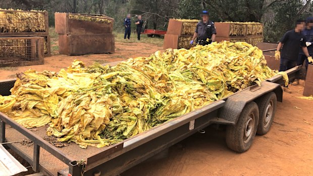 The clues that could reveal illegal tobacco farms