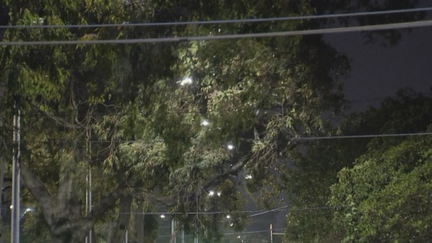 Parts of Victoria are still being lashed by wild winds this morning after a long, busy night for the State Emergency Service. 