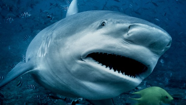 Bull Shark