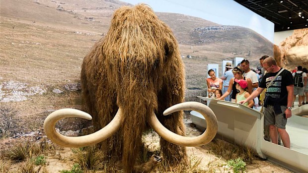 A new biosciences and genetics company, Colossal, has raised A$20 million to bring back the woolly mammoth from extinction.