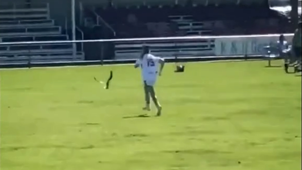 The bird followed Jack as he ran off field.
