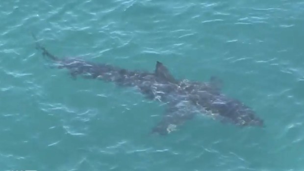 Cottesloe Beach was closed and drumlines deployed to catch and tag a five metre monster shark that's been lurking off the Perth coast.