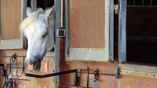 Police are stymied by the macabre attacks on horses that include slashings and worse. Most often, an ear, usually the right one, has been cut off, recalling the matador's trophy in a bullring.