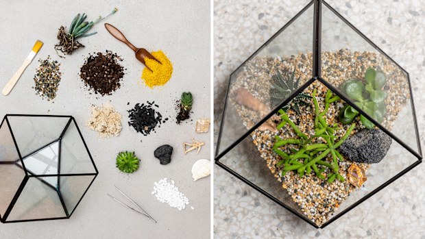 A succulent delivery service exists for people who can't keep plant alive