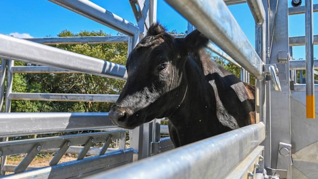 This one-year-old steer is missing from Riverview College in Sydney.
