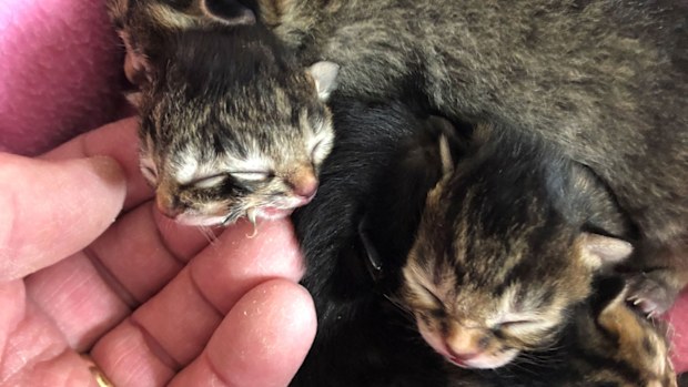 Biscuits and Gravy, the kitten with two faces, has died days after capturing the hearts of animal lovers all over the world.